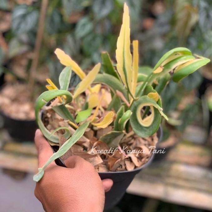Ready Tanaman hias wijaya kusuma tanduk varigata - Wijaya kusuma varigata