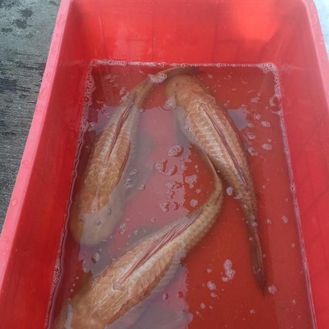 Sapu-Sapu Albino Jumbo