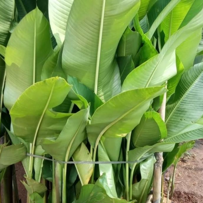 

Ready pisang karibay tinggi 1,5 meter