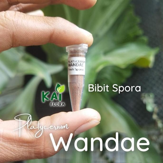 Ready Platycerium Wandae | Bibit Spora