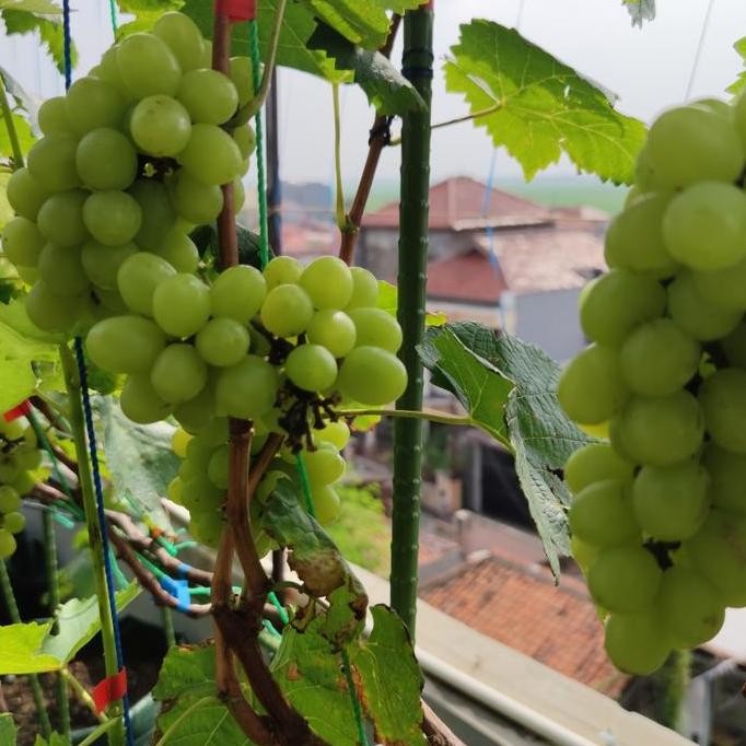 

Ready Cutting Anggur Ratatouille alias Cotton Candy Valid