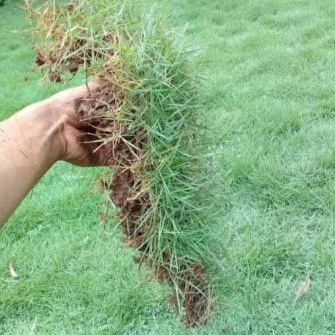 Ready rumput jepang per meter