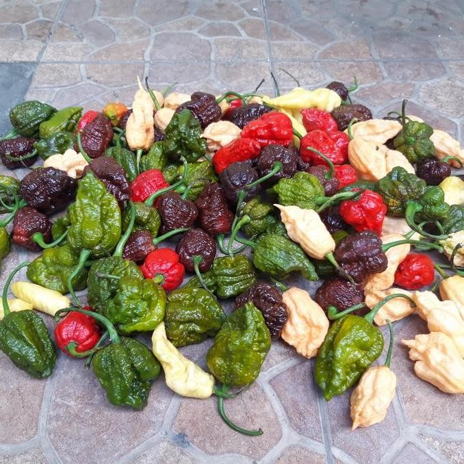 

Ready Paket Biji Cabe Hias Dan Super Pedas Mix / Campur Isi Ratusan Butir