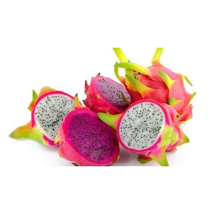 Bibit buah naga merah/Pohon buah naga merah - bibit buah naga BISA COD