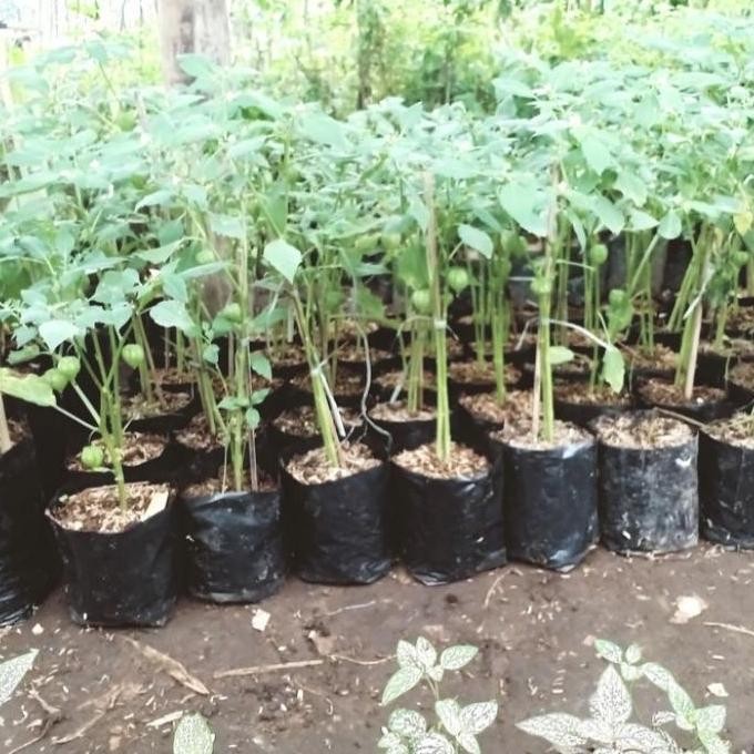 Pohon Ciplukan-Bibit Pohon Cecendet-Buah Cecendet Herbal BISA COD