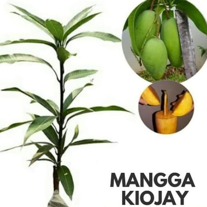 POHON Bibit Mangga Kiojay Pohon Mangga Bibit Buah Mangga Kiojay Jumbo BISA COD