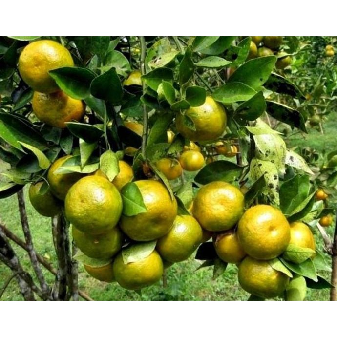 

POHON Tanaman Pohon Jeruk Siam Madu / Bibit Buah jeruk siem madu BISA COD