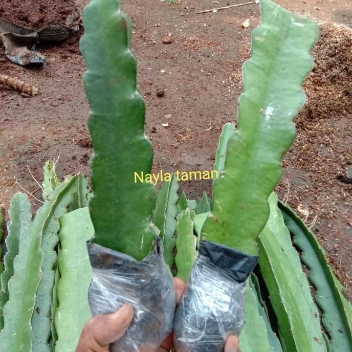 POHON Bibit Pohon Buah Naga-Pohon Buah Naga BISA COD