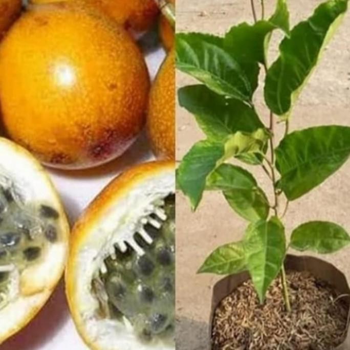 POHON Tanaman buah markisa,bibit tanaman markisa,pohon markisa BISA COD