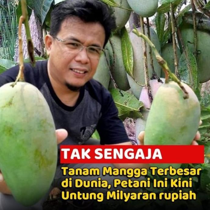 POHON Bibit Mangga Mahathir Pohon Mangga Bibit Buah Mangga Mahatir BISA COD