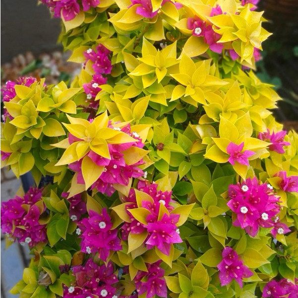 Bibit Bunga Bugenvil Jewel Moonlight GRAFTING / Bunga Bougenville Jewel Moonlight warna cerah