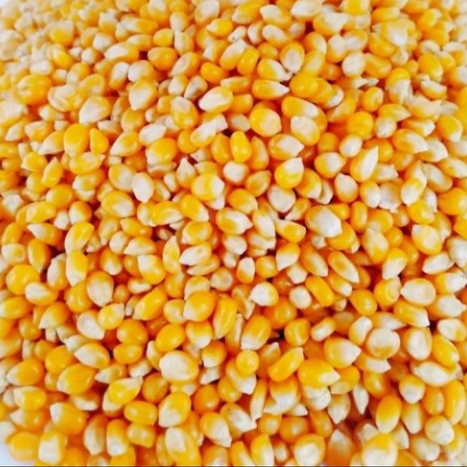 

JB jagung kering popcorn USA Repack 500 gr None