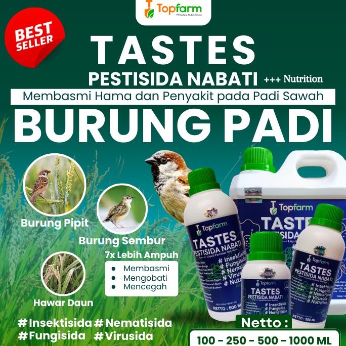 Obat Pembasmi Burung Pada Padi / Obat Semprot Padi Hama Burung / Obat Padi Hama Burung Pipit / Obat 
