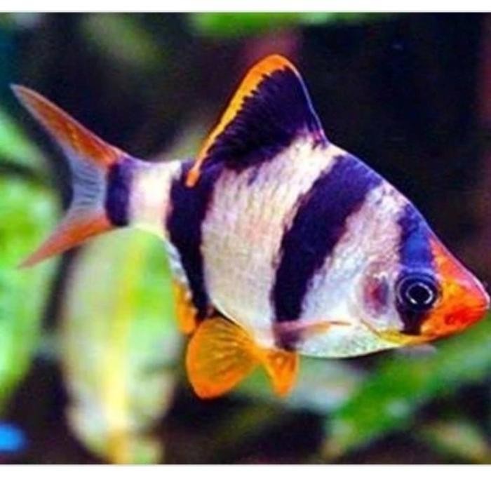 AL Ikan Sumatra Barbir - Ikan Hias Aquascape - Beli 10 Free