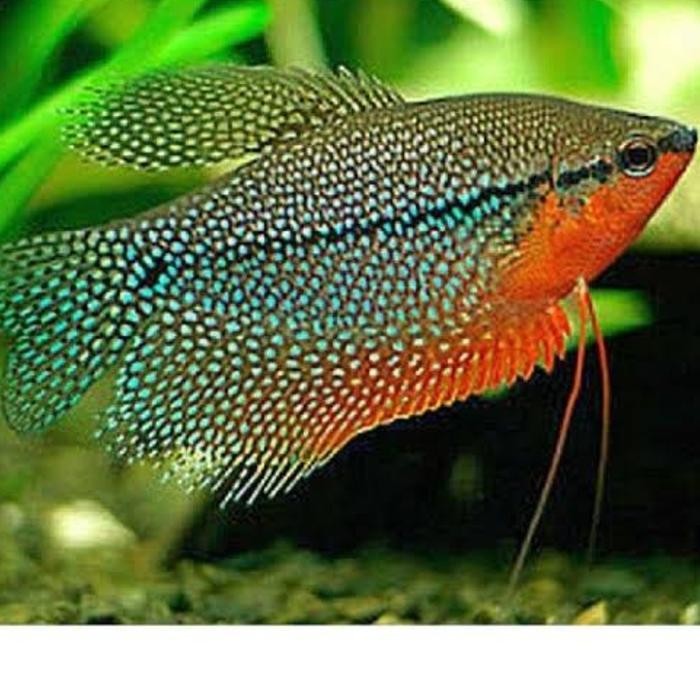 AL ikan hias sepat mutiara