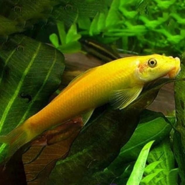 AL ikan CAE chinese algae eater