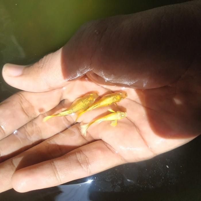 AL Guppy Super gold Full gold emas sepasang