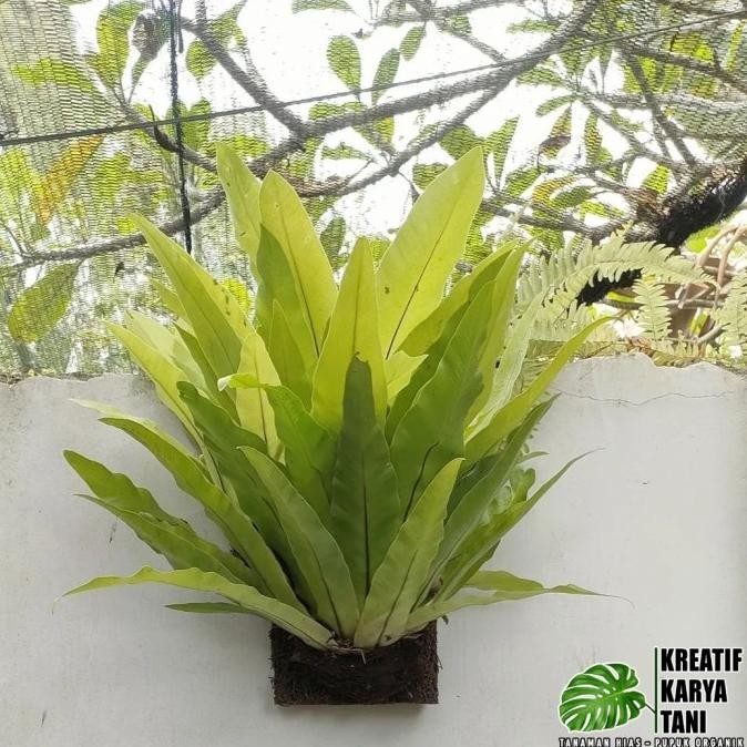 Tanaman menempel kadaka sarang burung - Kadaka sarang burung Nugi