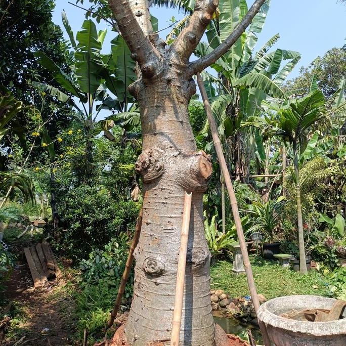 pohon kaki gajah/pohon Baobab besar