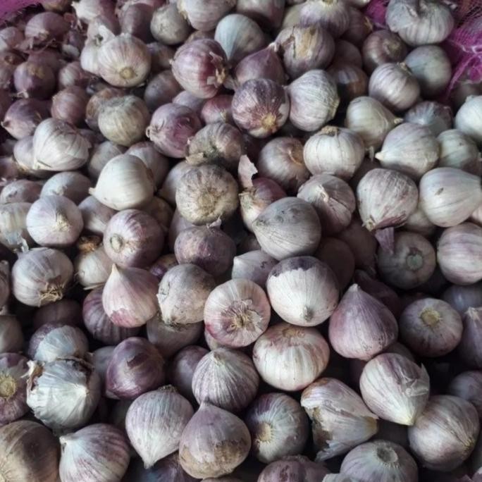 

Diskon! Bawang Putih Tunggal Lanang 500gr Fresh Grade Medium