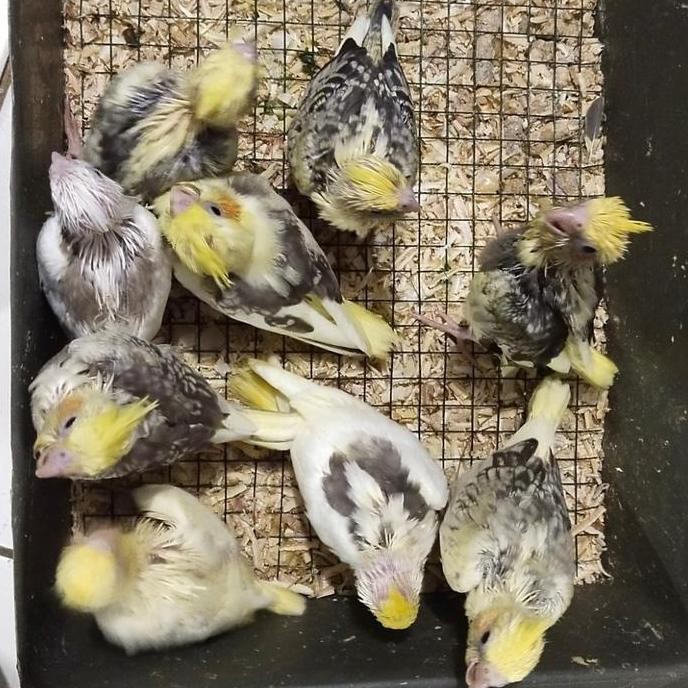 Promo Lolohan Anakan Parkit Australia Falk Cockatiel Alat Suap Makan Burung