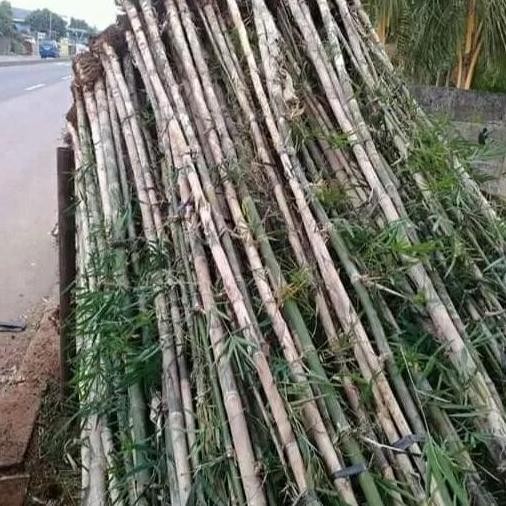 Bibit Tanaman Bambu Jepang untuk pagar BARANG SUPER