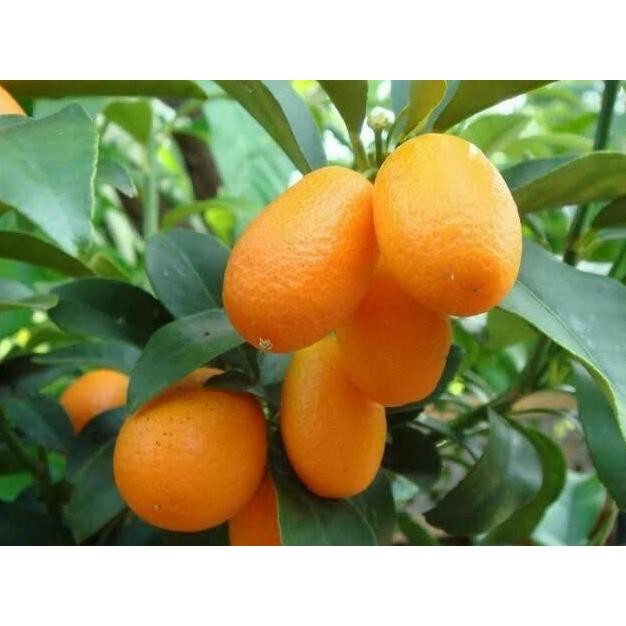 Bibit tanaman jeruk nagami cepat berbuah / Bibit Buah Buahan Dalam pot terbaru