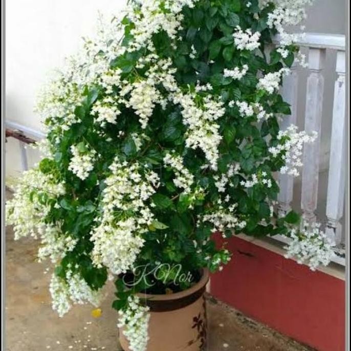 BIBIT TANAMAN HIAS BUNGA PORANA BUNGANYA SUPER CANTIK. terbaru