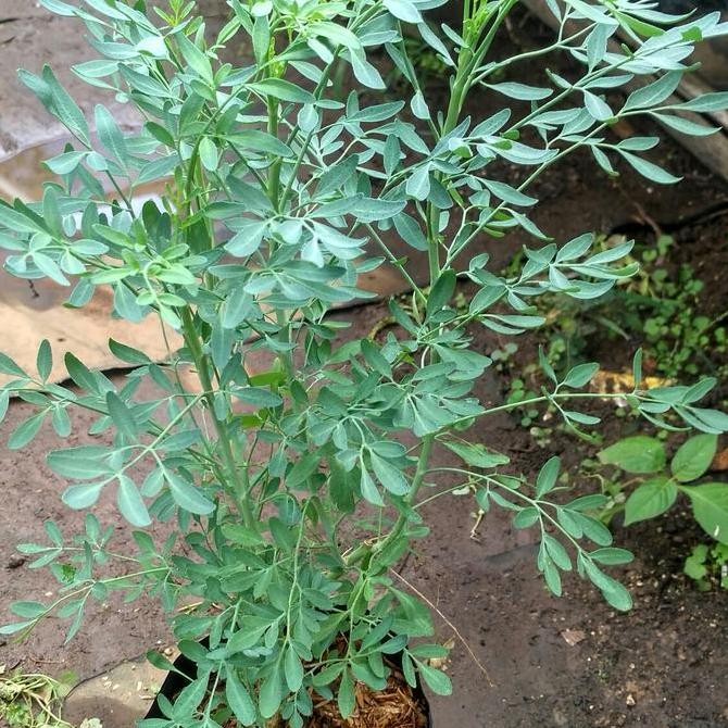 Bibit Inggu Tanaman Inggu Dn Inggu Caocao Ruta Angustifolia L. Pers ISTIMEWA