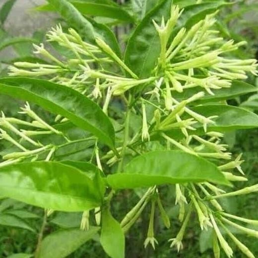 tanaman arum dalu bibit BARANG SUPER