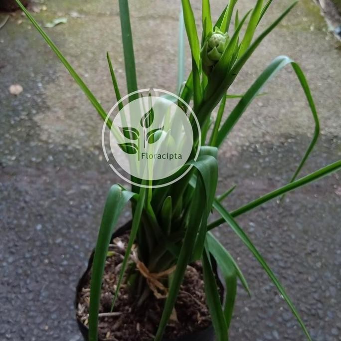 Bibit tanaman bunga sedap malam/Pohon sedap malam/Bunga sedap malam terbaru
