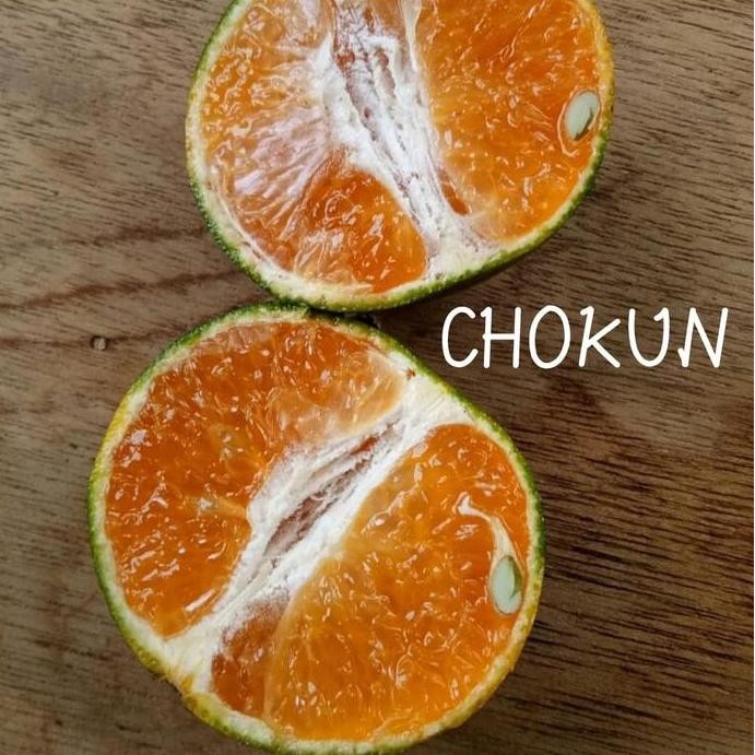

Bibit Tanaman Jeruk Chokun Rasa Se Madu - Berbuah Lebat - terbaru