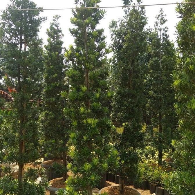 Tanaman bibit lo han sung terbaru