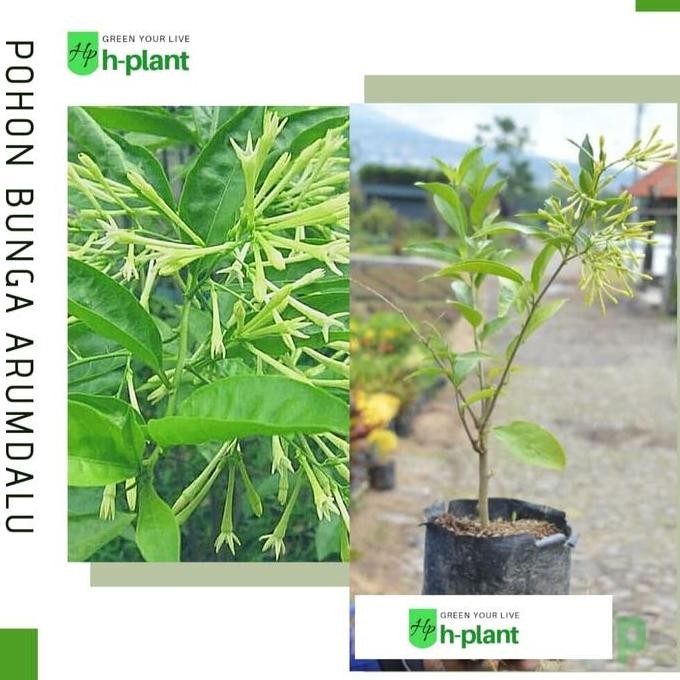 Bibit Bunga Arumdalu - Pohon Bunga Melati Arum Dalu - Tanaman Hias BARANG SUPER