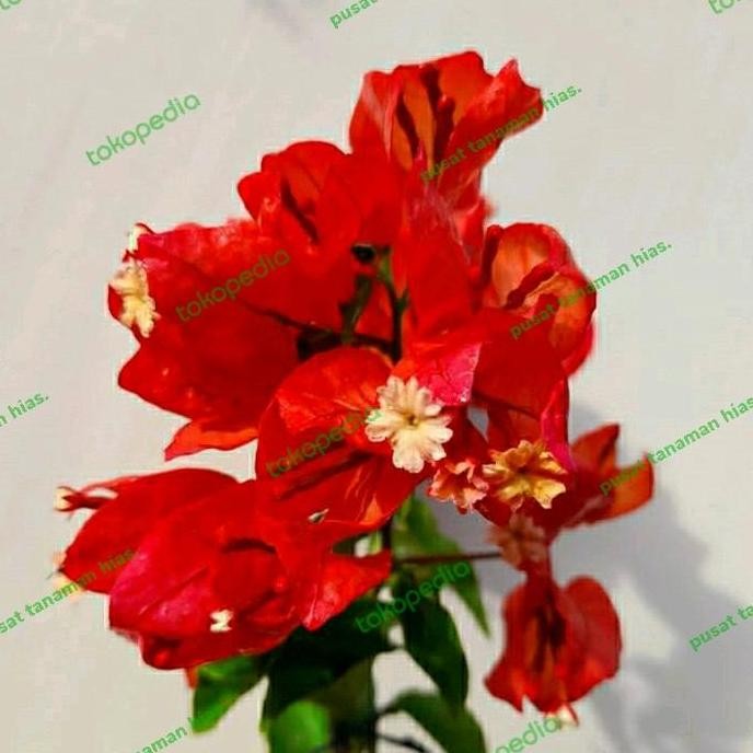 tanaman hias bibit Bougenville anggur red Chili - bibit Bougenville  BARANG SUPER