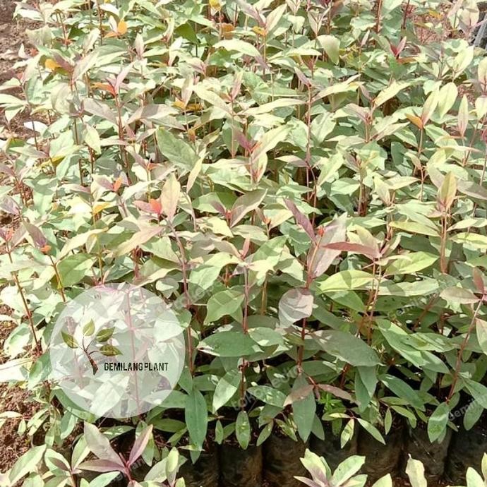Bibit Pohon Tanaman Eucalyptus / Pohon Pelangi / Eucalyptus Rainbow terbaru
