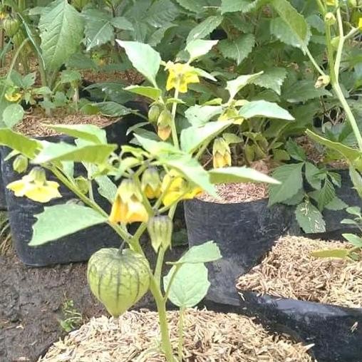 pohon ceplukan bibit tanaman - tanaman ciplukan herbal terbaru