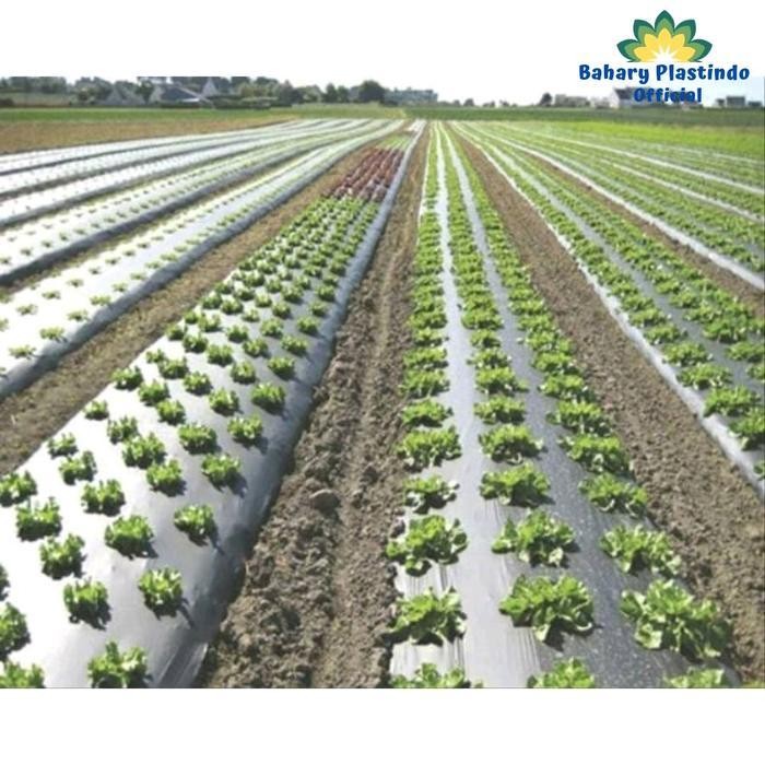 AS Plastik Mulsa 250 Cm Roll Besar Plastik Hitam Perak Bedengan