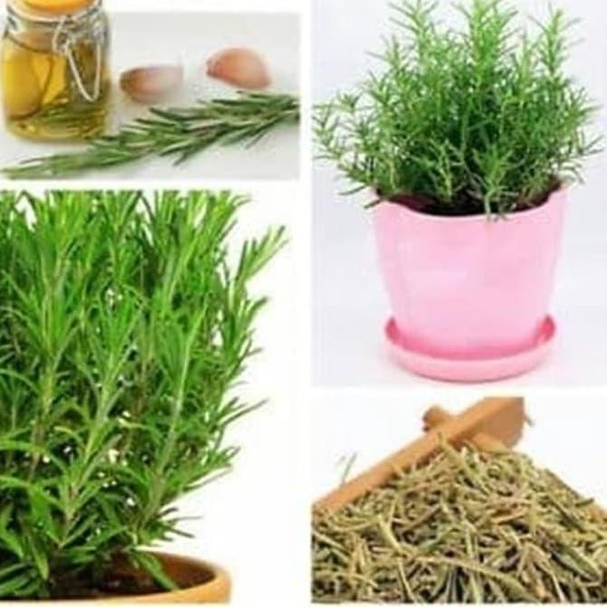 

Diskon! Rosemary Kering Daun Rosemary Dry 1Kg Premium