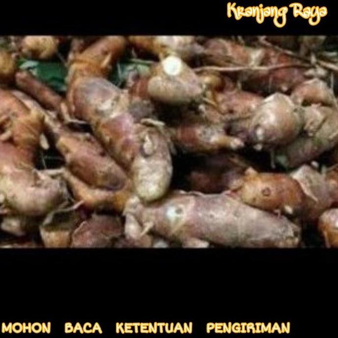 

Diskon! Kencur Kering 1Kg / 500Gr / 250Gr Rempah Jahe-Jahean Dapur