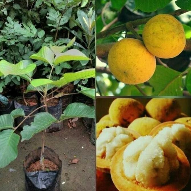 Bibit kecapi - pohon buah kecapi PREMIUM