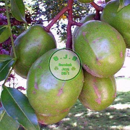 Bibit Buah Kedondong Bangkok Jumbo - Dondong Jumbo PREMIUM