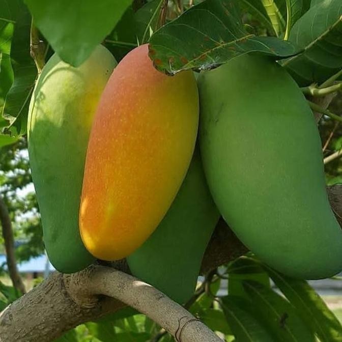 Pohon mangga golek - Tambulapot - Bibit pohon buah manggah golek india PREMIUM