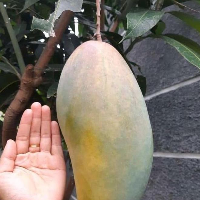 Bibit Mangga Kiojay Super Jumbo Siap Berbuah / Bibit Buah Buahan PREMIUM
