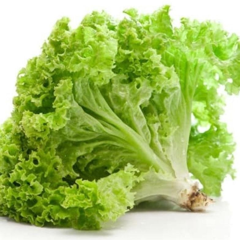 

DAUN SELADA KERITING aSt