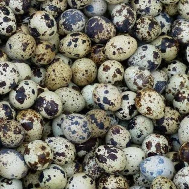 

Telur Burung Puyuh Segar Murah Besar 40 butir aSt