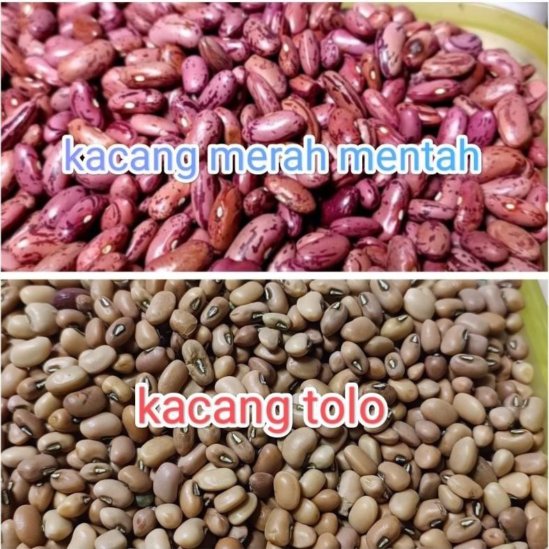 

merah dan tolo kacang merah & kacang tolo kacang joglo kacang lokal berkualitas buat es kemasan.,//1KG aSt