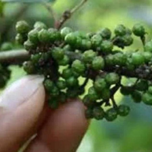 

Andaliman/Bumbu Andaliman/Tuba Khas Medan Segar aSt