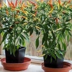 Benih Bibit Cabe Hias Sparkler Hot Pepper Cabai Pedas Isi 10 Biji