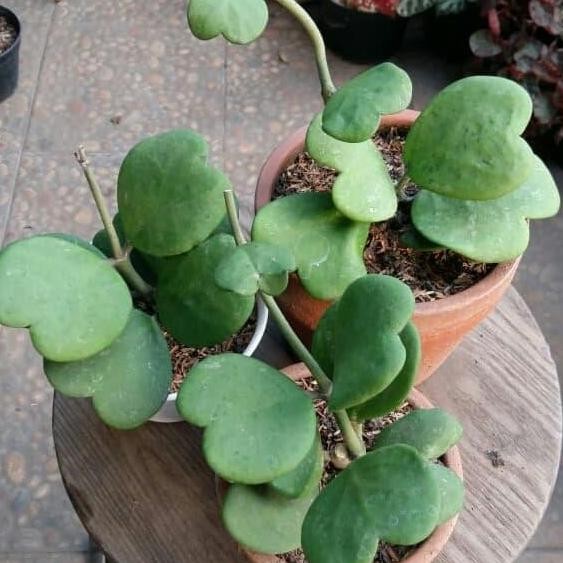 Tanaman Hoya kerrii rimbun WS